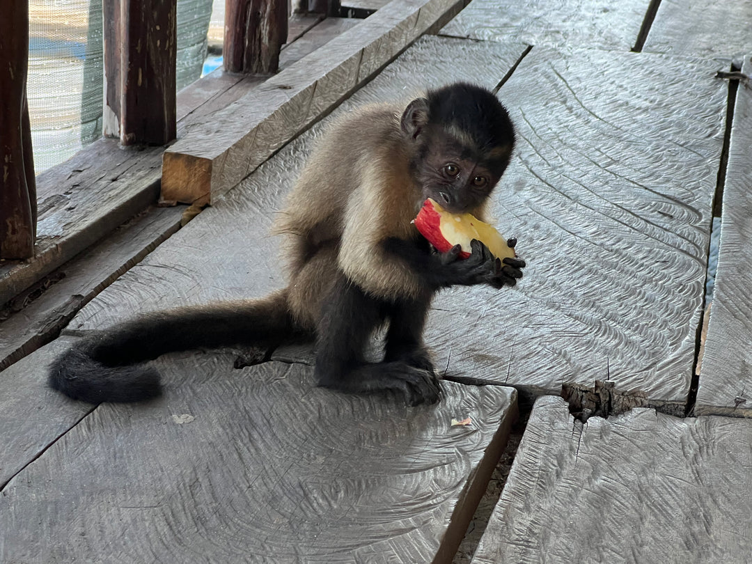 Avistamiento de Aves – Ruta 6 Días (Fecha Abierta) / Birdwatching Expedition – 6-Day Route (Flexible Dates)