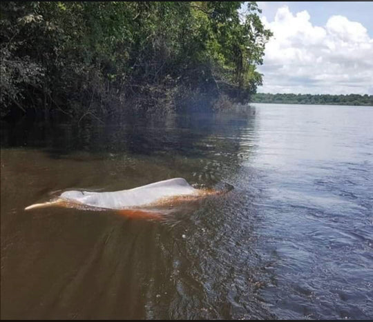 🌍 Guianan Shield Expedition – 6 Days Puinawai Reserve & Mavicure | Expedición Escudo Guayanés – 6 Días Puinawai y Cerros de Mavicure
