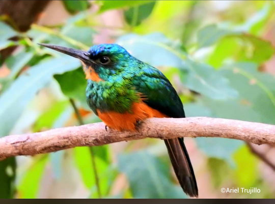 Avistamiento de Aves – Ruta 6 Días (Fecha Abierta) / Birdwatching Expedition – 6-Day Route (Flexible Dates)