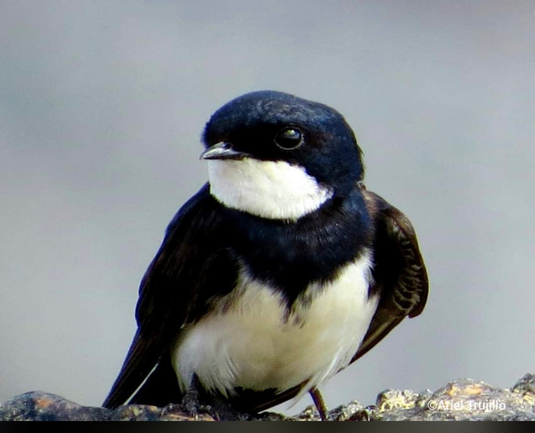 Avistamiento de Aves – Ruta 6 Días (Fecha Abierta) / Birdwatching Expedition – 6-Day Route (Flexible Dates)