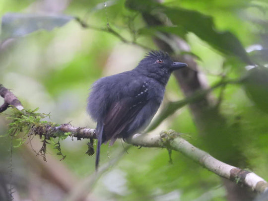 Avistamiento de Aves – Ruta 6 Días (Fecha Abierta) / Birdwatching Expedition – 6-Day Route (Flexible Dates)