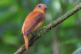 Avistamiento de Aves – 5 Días en Guainía (Fecha Abierta) / Birdwatching Tour – 5 Days in Guainía (Flexible Dates)