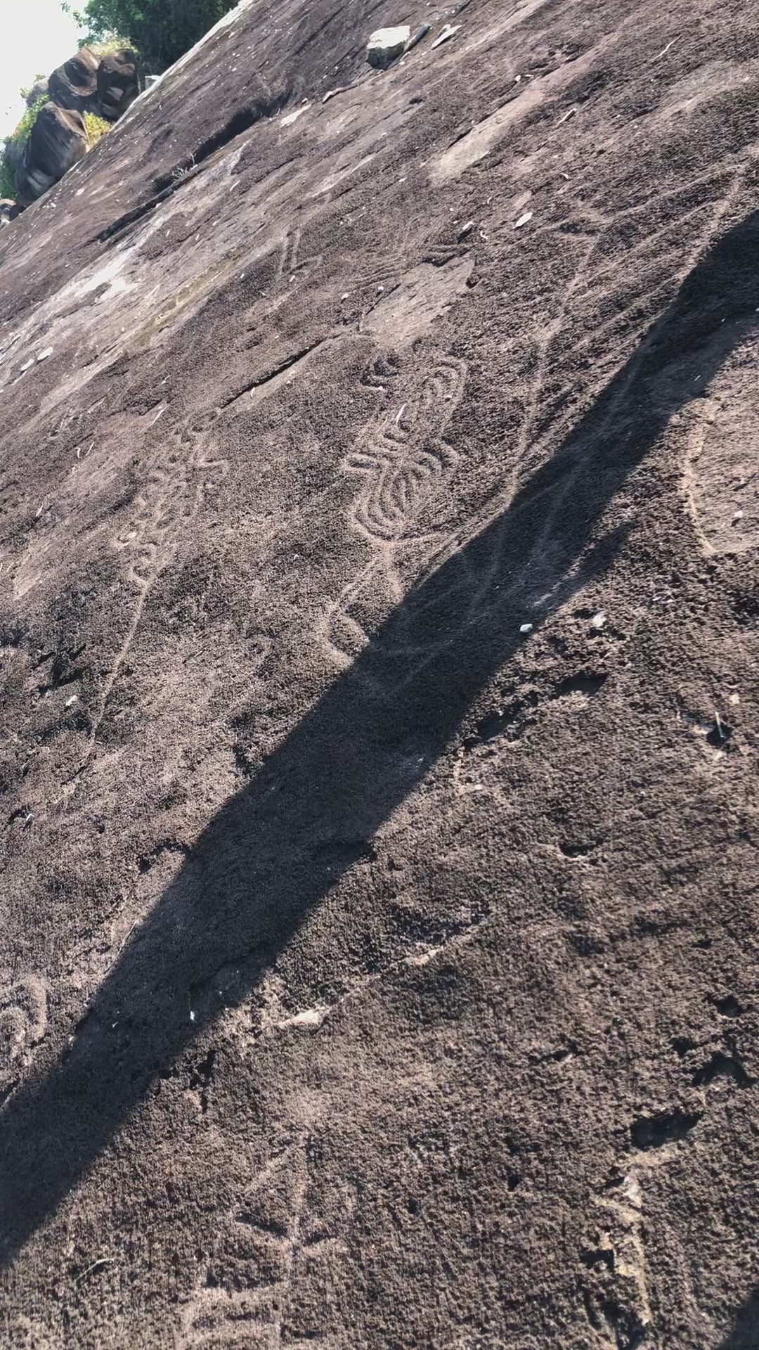 Amazon-Orinoco Jungle Photo Safari – 5 Days in Matavén, Colombia | Safari en la Selva Amazonas-Orinoquía – 5 Días en Matavén, Colombia